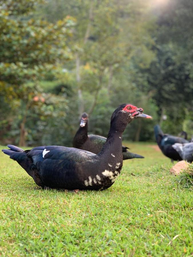 Parque Ribeirao - Cachoeira Da Fumaca - Pousada Camping Santa Leopoldina Esterno foto